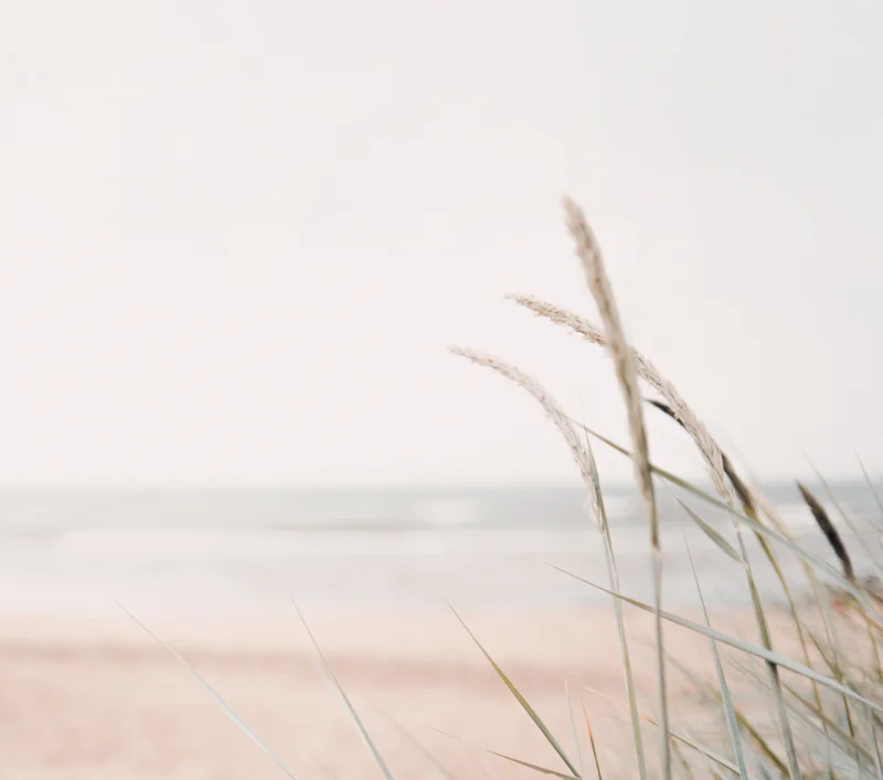 Beach grass in the foreground with sand and the ocean in the background.