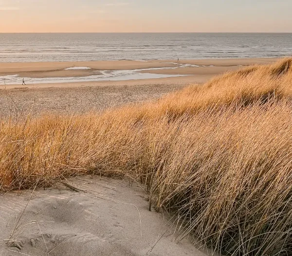 Beach image with sea grass and dunes